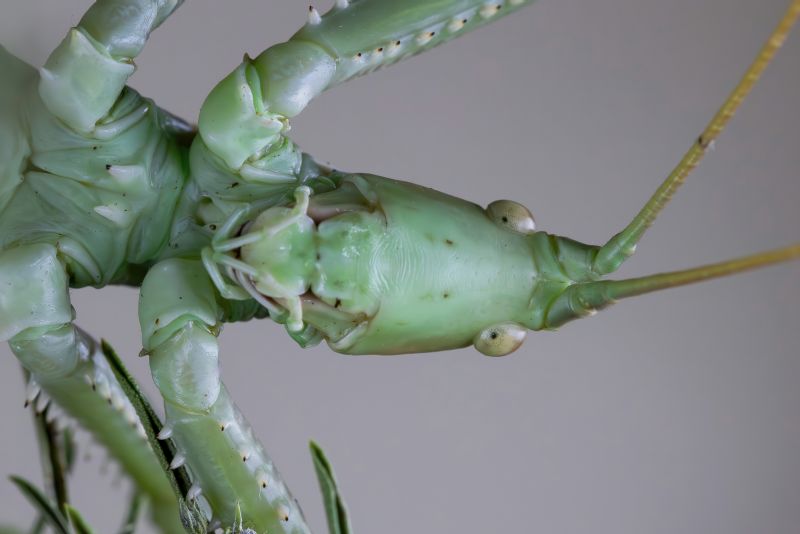 Tettigoniidae - Saga pedo